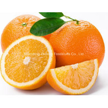 Top Quality Chinese Navel Orange